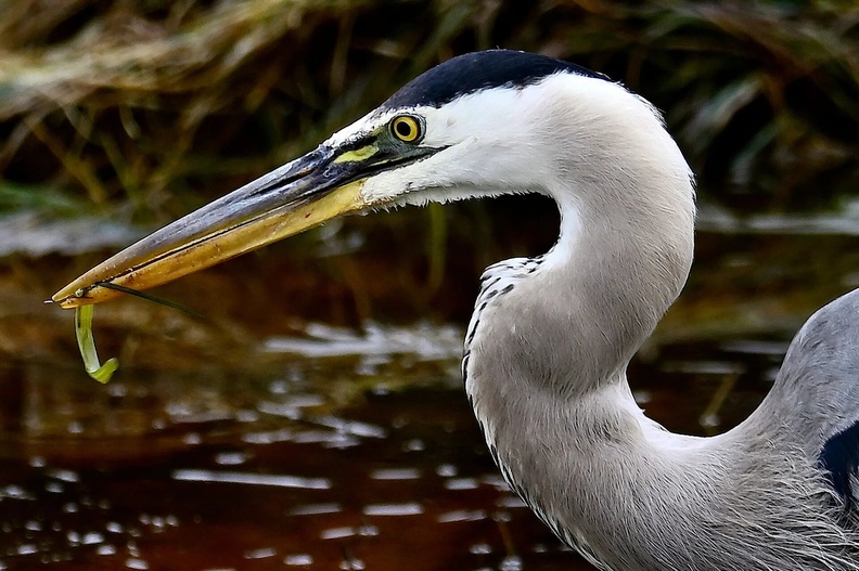 Blue Heron (Ardea herodias), Pacific Grove, California, USA